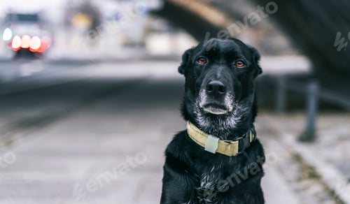 Preview: Black dog, sad, abandoned on the street