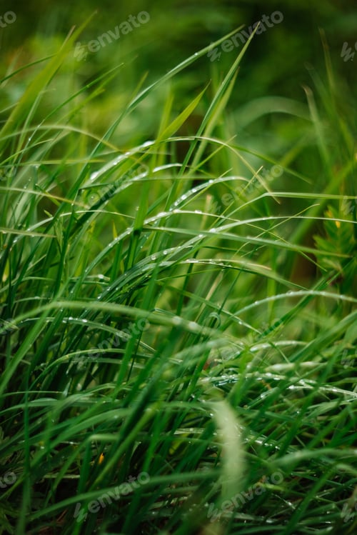 Preview: Juicy green grass with raindrops of rain