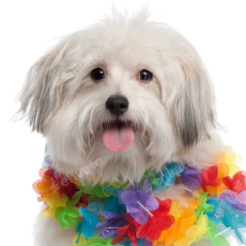 Preview: Close-up of Mixed-breed dog, 10 months old, wearing Hawaiian lei in front of white background