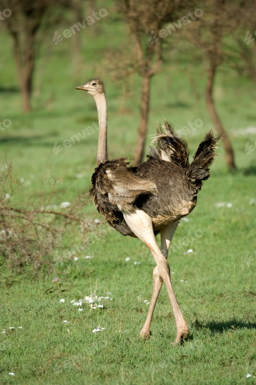 Preview: ostrich in the serengeti