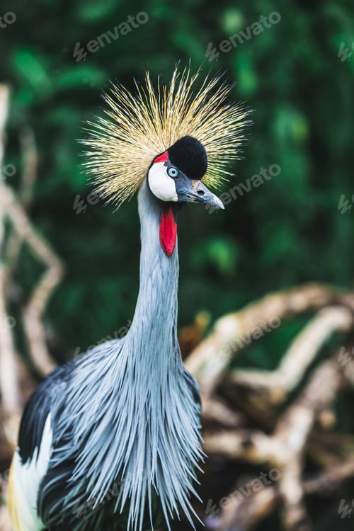 Vorschau: Schwarzer Kronenkranichvogel - Balearica pavonina, Bali, Indonesien. Portrait Nahaufnahme