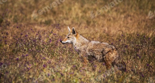 Preview: A Beautiful and Breathtaking wildlife in the World