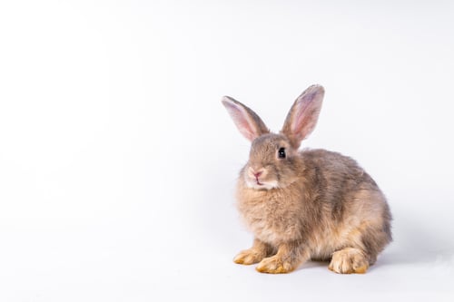 Preview: Cute looking brown rabbit isolated white background