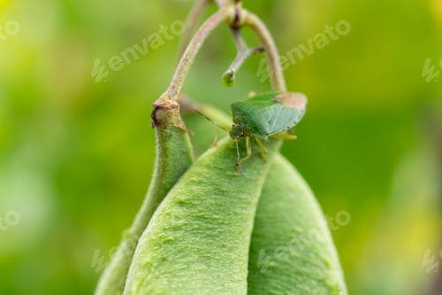Preview: Close up of Shield Bug