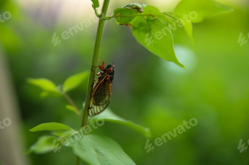 Preview: Cicada on Plant Stem