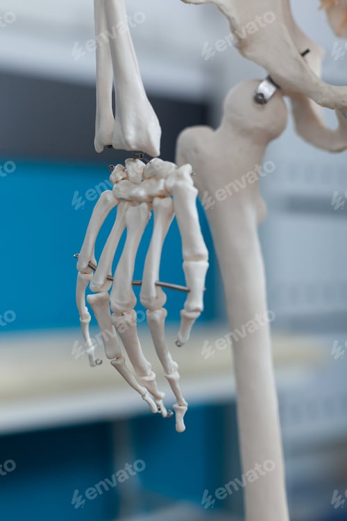 Preview: Closeup of arm bone structure of an anatomical human skeleton