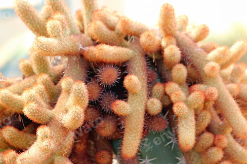 Preview: The sharp thorns of a cactus