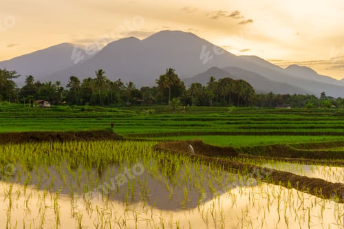 Preview: View of Indonesia in the morning, view of green rice fields and mountains at sunrise