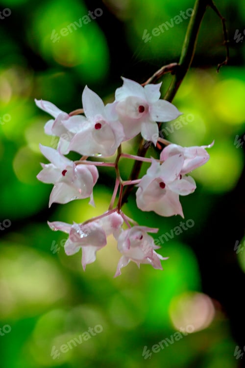 Preview: The Small Lipped Dendrobium flowers are light pink in color.