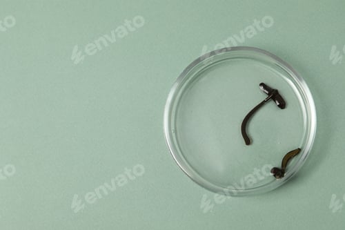 Preview: Medicinal leeches in Petri dish on green background, top view. Space for text