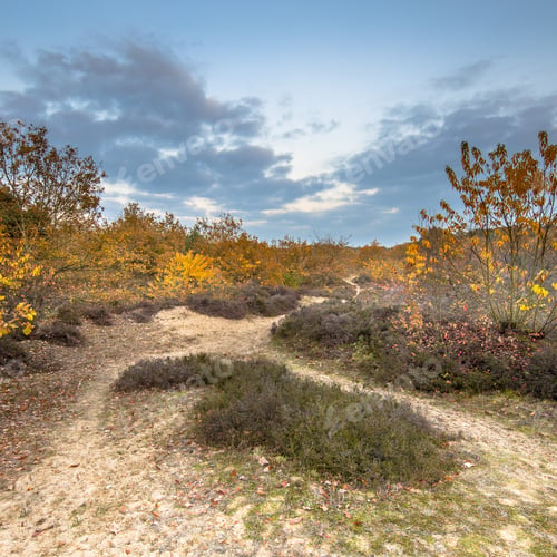 Preview: Footpath through heathland in yelow autumn colors square