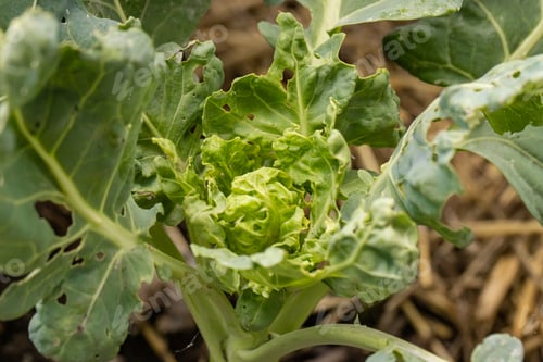 Preview: Brussels sprout with pest damage