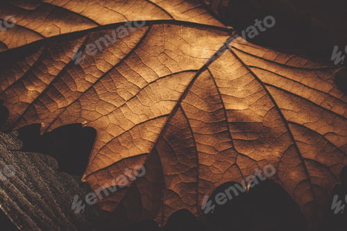 Preview: Closeup of a dry maple leaf. Autumn leaf detail.