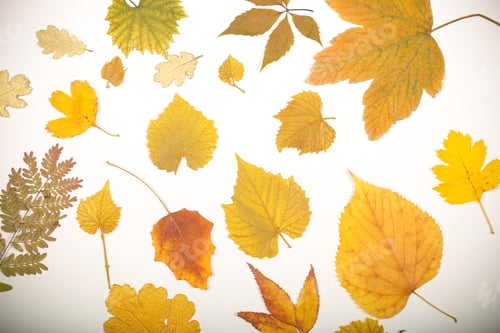 Preview: On A Bright Background Lie Autumn Leaves Background Image