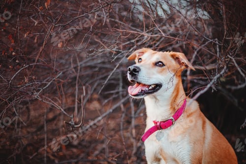 Preview: A mixed breed dog on a walk. Cute red dog. Rescue dog. Funny pet. Pet adoption.