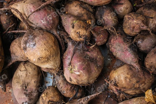Preview: Beet Harvest Beetroot (Many Fruits Of Beets That Just Dug From The Ground) Concept. Food