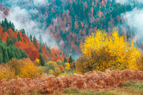 Preview: Beautiful majestic landscape with conifer trees on mountain