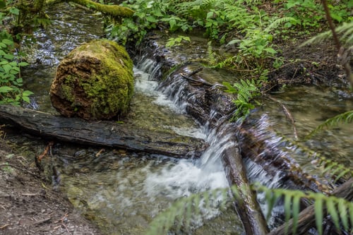 Preview: Water Rushes Over Logs In A Stream At Dash Point State Park In Washington State.