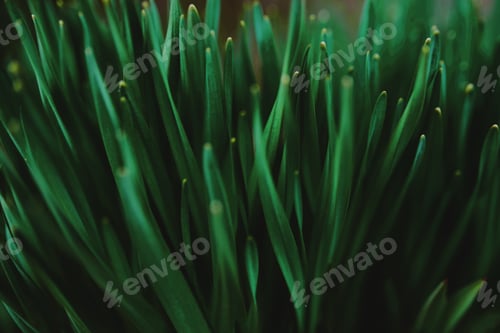 Preview: Green first long leaves of the flower .