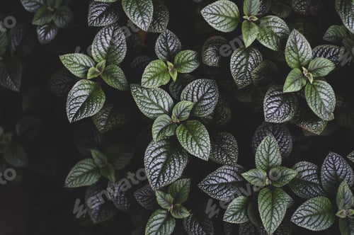 Preview: Spur flower leaves from above. Dark botanical background