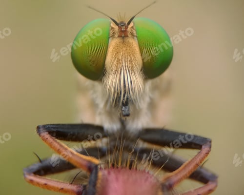 Preview: Asilidae