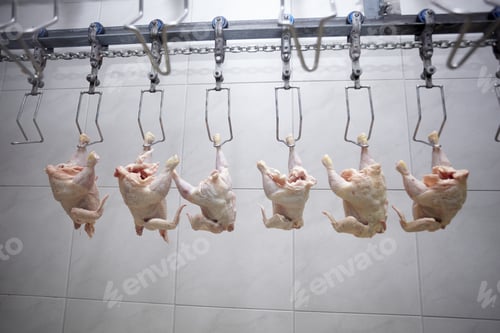 Preview: Close Up Of Poultry Processing In Food Industry