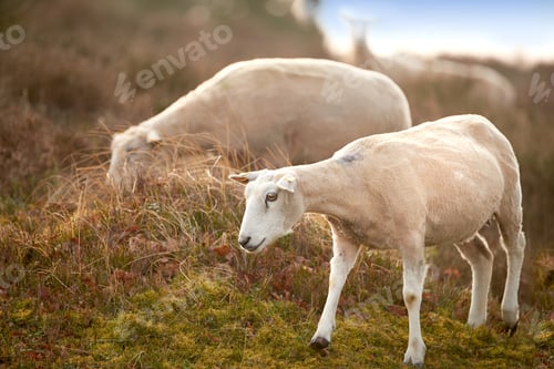Vorschau: Schafe, Tierfresser und Bauernhof auf dem Land ohne Menschen, Nachhaltigkeit und Lamm für Wollprodukte