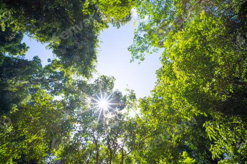 Preview: Beautiful green tree and sunlight flare under tree