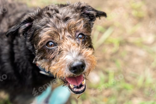 Preview: Adorable mixed breed dog enjoying a walk in the park