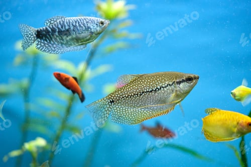Preview: Colorful exotic fish swimming in deep blue water aquarium with green tropical plants