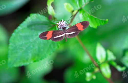 Preview: Postman Butterfly on a Leaf in Costa Rica