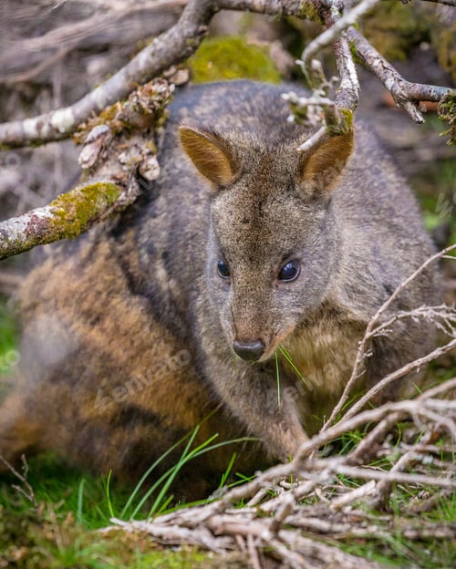 Preview: Tasmanian Pademelon