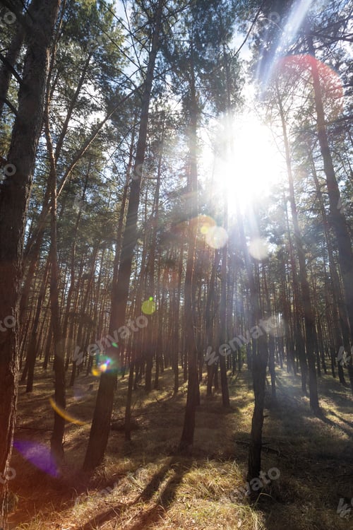 Preview: beautiful pine forest