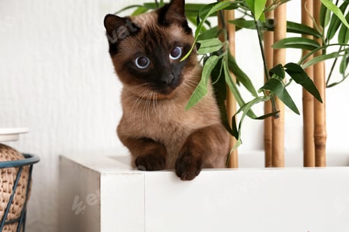 Preview: Cute Funny Thai Cat In Pot With Houseplant At Home