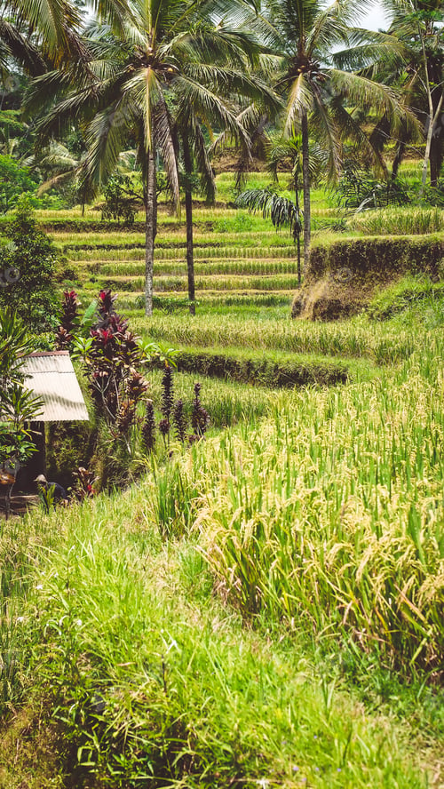 Preview: Close up of Beautiful Huge Palm Tree in Amazing Tegalalang Rice Terrace fields, Ubud, Bali