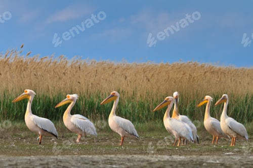 Preview: pelicans in the Danube Delta