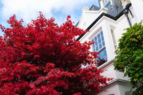 Preview: Vibrant red maple tree enhancing a white residential building in autumn