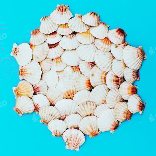 Preview: Seashells background. Beach mood. Minimal art