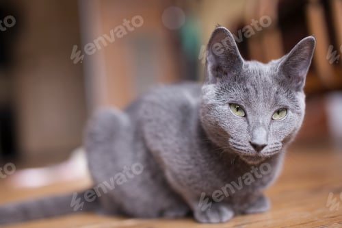 Preview: A tranquil grey cat lounges on a wooden floor.