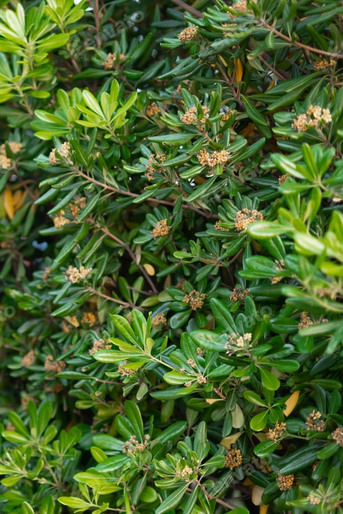 Preview: Green leaves or bush natural wall. Vertical background for social networks with copy space and empty
