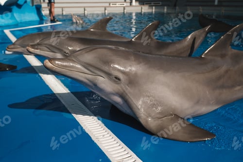 Preview: Grey dolphins lying on poolside