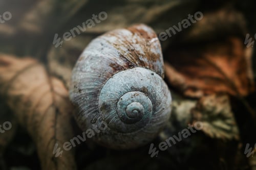 Preview: Snail in the nature