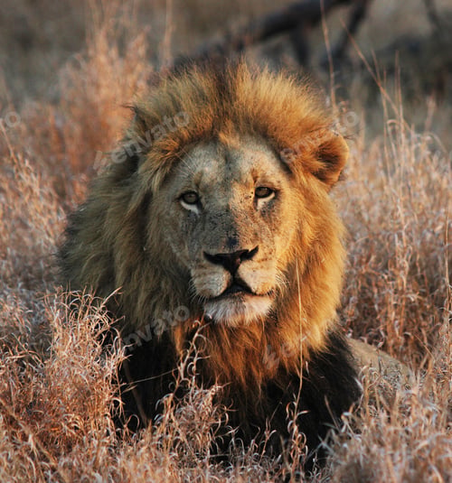 Preview: A Magical South Africa Wildlife pictures