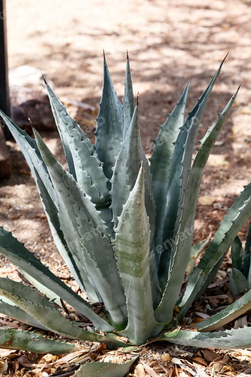 Preview: Agave plant in Arizona, tropical pattern