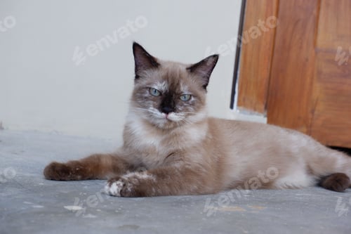 Preview: Beautiful shot of a Siamese cat laying on the floor