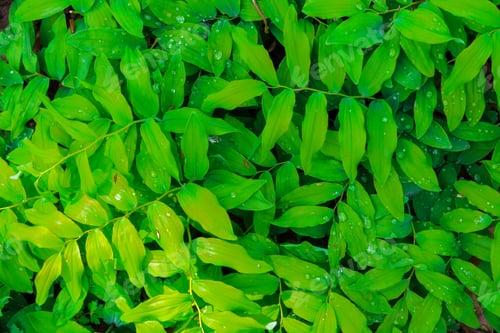 Preview: fresh green leaves pattern