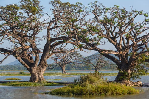 Preview: Trees on Sri Lanka