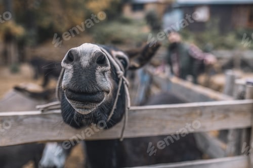 Preview: Donkeys in the cattle-pen at the organic farm