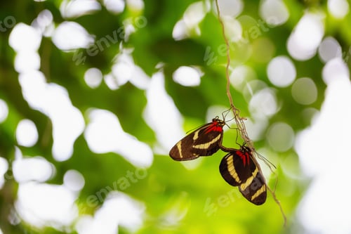 Preview: Macro Picture of a Butterfly