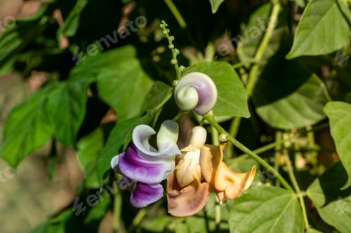 Preview: Vigna Caracalla close up, known as Snailflower, with amazing scent